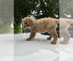 Small #7 Poodle (Standard)