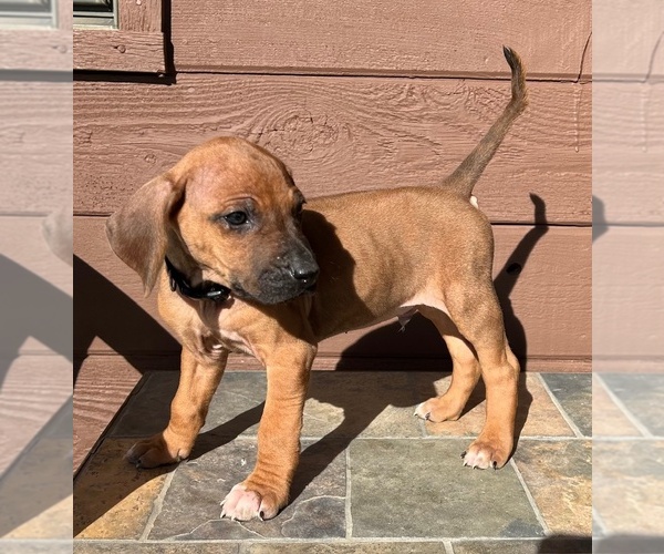 Medium Photo #1 Rhodesian Ridgeback Puppy For Sale in FAIRPLAY, CO, USA