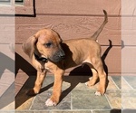 Small Rhodesian Ridgeback