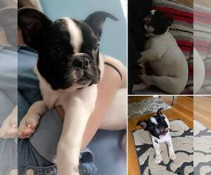French Bulldog Puppy for sale in STONEHAM, MA, USA