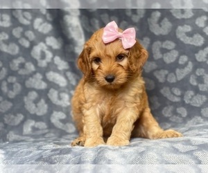 Cocker Spaniel-Poodle (Miniature) Mix Puppy for sale in LAKELAND, FL, USA