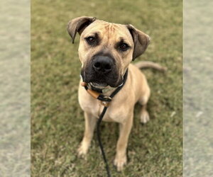 Boxer-Unknown Mix Dogs for adoption in Evansville, IN, USA