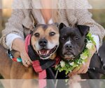 Small Photo #16 Staffordshire Bull Terrier Puppy For Sale in Bellevue, WA, USA