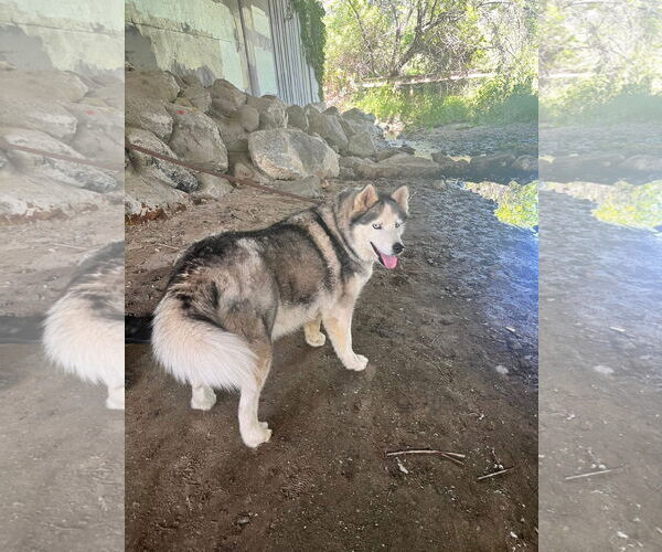 Medium Photo #7 Mutt Puppy For Sale in Woodland Hills, CA, USA