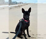 Small #14 Siberian Husky Mix