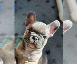 French Bulldog Puppy for sale in SAN ANTONIO, TX, USA