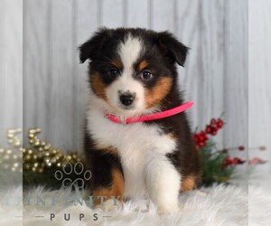 Miniature Australian Shepherd Puppy for sale in REBERSBURG, PA, USA
