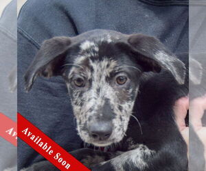 Australian Shepherd-Catahoula Leopard Dog Mix Dogs for adoption in Huntley, IL, USA