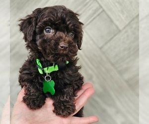 Poodle (Toy) Puppy for sale in INDIANAPOLIS, IN, USA
