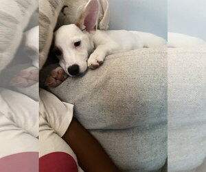 Scarlett Rose - Female American Pit Bull Terrier-Unknown Mix Dog for Adoption - Photo #6