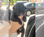 Small #2 Mutt