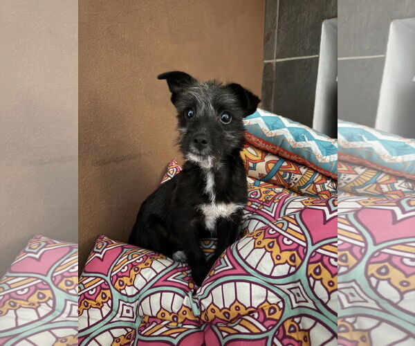 Medium Photo #5 Mutt Puppy For Sale in Littleton, CO, USA