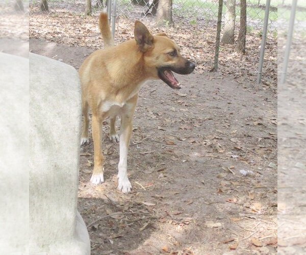 Medium Photo #4 Mutt Puppy For Sale in Camden, SC, USA