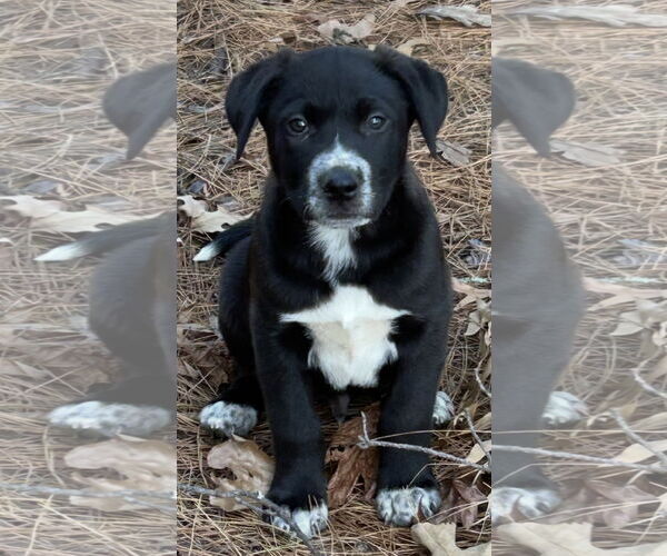Medium Photo #1 Labrador Retriever-Unknown Mix Puppy For Sale in Rockaway, NJ, USA