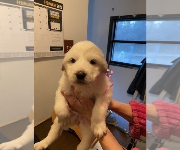 Medium Photo #5 Great Pyrenees Puppy For Sale in NEWTONVILLE, NJ, USA