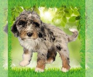 Medium Bernedoodle (Miniature)