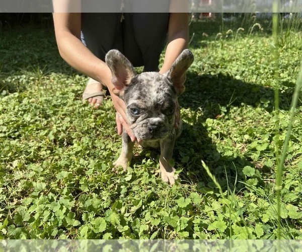 Medium Photo #6 French Bulldog Puppy For Sale in CUMMING, GA, USA
