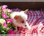 Small Photo #3 Pembroke Welsh Corgi Puppy For Sale in SPRINGFIELD, MO, USA
