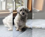 Small #2 Havanese