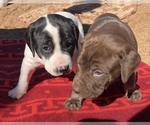 Small Photo #4 German Shorthaired Pointer Puppy For Sale in FLORISSANT, CO, USA