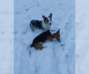 Father of the Pembroke Welsh Corgi puppies born on 02/15/2022
