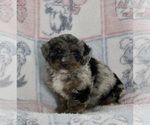 Small Photo #3 Bernedoodle (Miniature) Puppy For Sale in FREDERICKSBURG, OH, USA