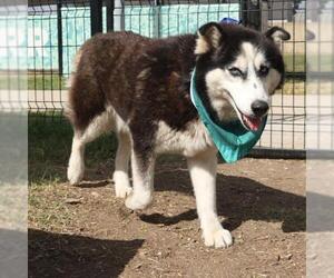 Huskies -Unknown Mix Dogs for adoption in San Antonio, TX, USA