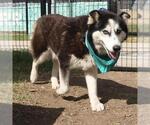 Small Huskies  Mix