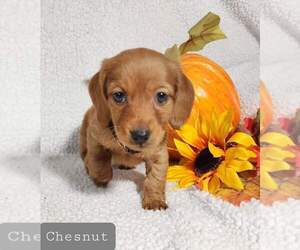 Dachshund Puppy for sale in AIKEN, SC, USA