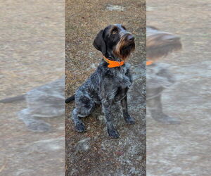 Father of the German Wirehaired Pointer puppies born on 02/16/2026