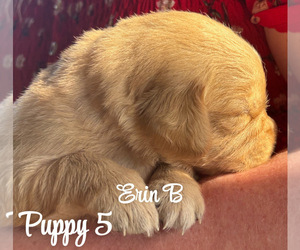 Golden Retriever Puppy for sale in HAINES CITY, FL, USA