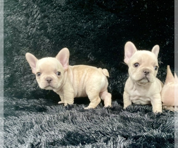 Full screen Photo #2 French Bulldog Puppy For Sale in ADELAIDE, WA, USA