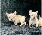 Small Photo #2 French Bulldog Puppy For Sale in ADELAIDE, WA, USA
