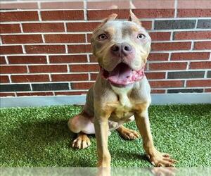 American Pit Bull Terrier Dogs for adoption in Edmond, OK, USA