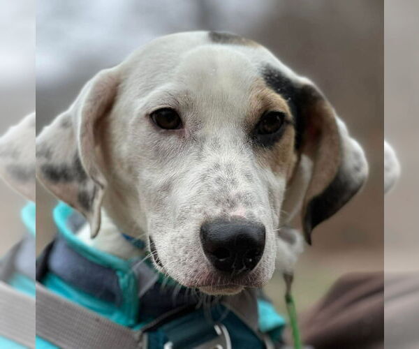 Medium Photo #2 Mutt Puppy For Sale in Westwood, NJ, USA