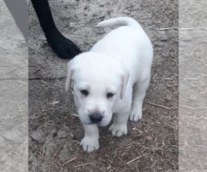 Labrador Retriever Puppy for sale in RAEFORD, NC, USA