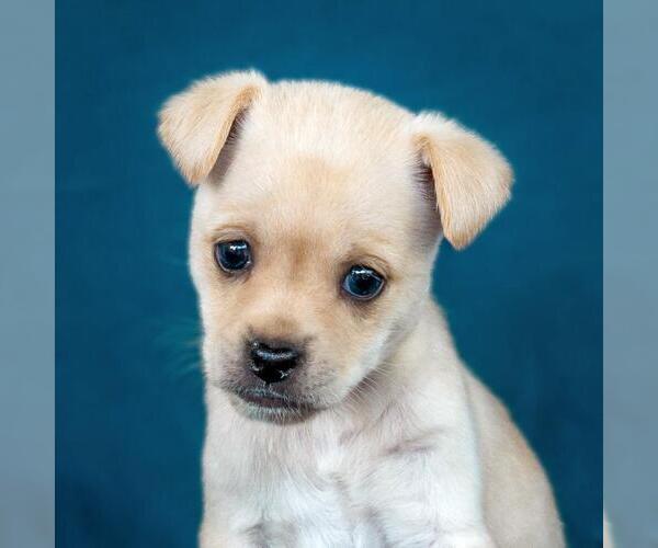 Medium Photo #2 Chug Puppy For Sale in San Diego, CA, USA