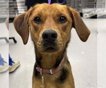 Small #1 Retriever  Mix