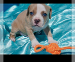 Small #4 American Bully