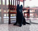Small #3 German Shepherd Dog