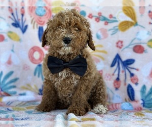Goldendoodle (Miniature) Puppy for sale in LANCASTER, PA, USA