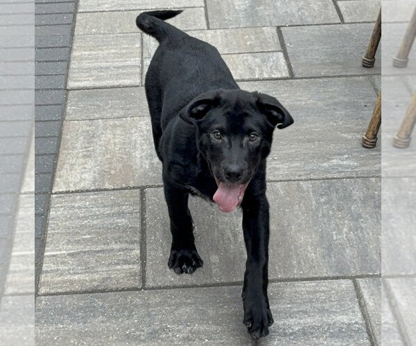 Medium Photo #5 German Shepherd Dog-Unknown Mix Puppy For Sale in Minneapolis, MN, USA