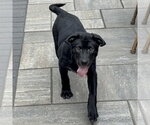Small #4 German Shepherd Dog Mix
