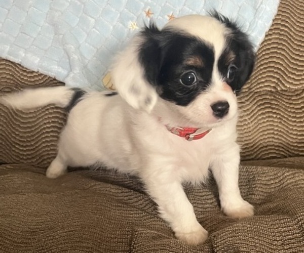 Medium Photo #1 Chilier Puppy For Sale in KALONA, IA, USA