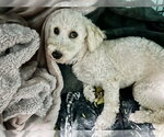Small #4 Goldendoodle (Miniature)