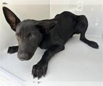 Small German Shepherd Dog Mix