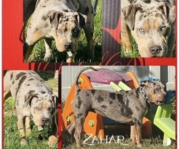 Medium Photo #1 American Bully Puppy For Sale in TRENTON, NJ, USA