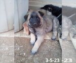 Small #14 German Shepherd Dog Mix