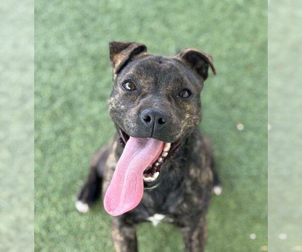 Medium Photo #1 Boston Terrier-Unknown Mix Puppy For Sale in Godfrey, IL, USA