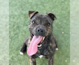 Boston Terrier-Unknown Mix Dogs for adoption in Godfrey, IL, USA